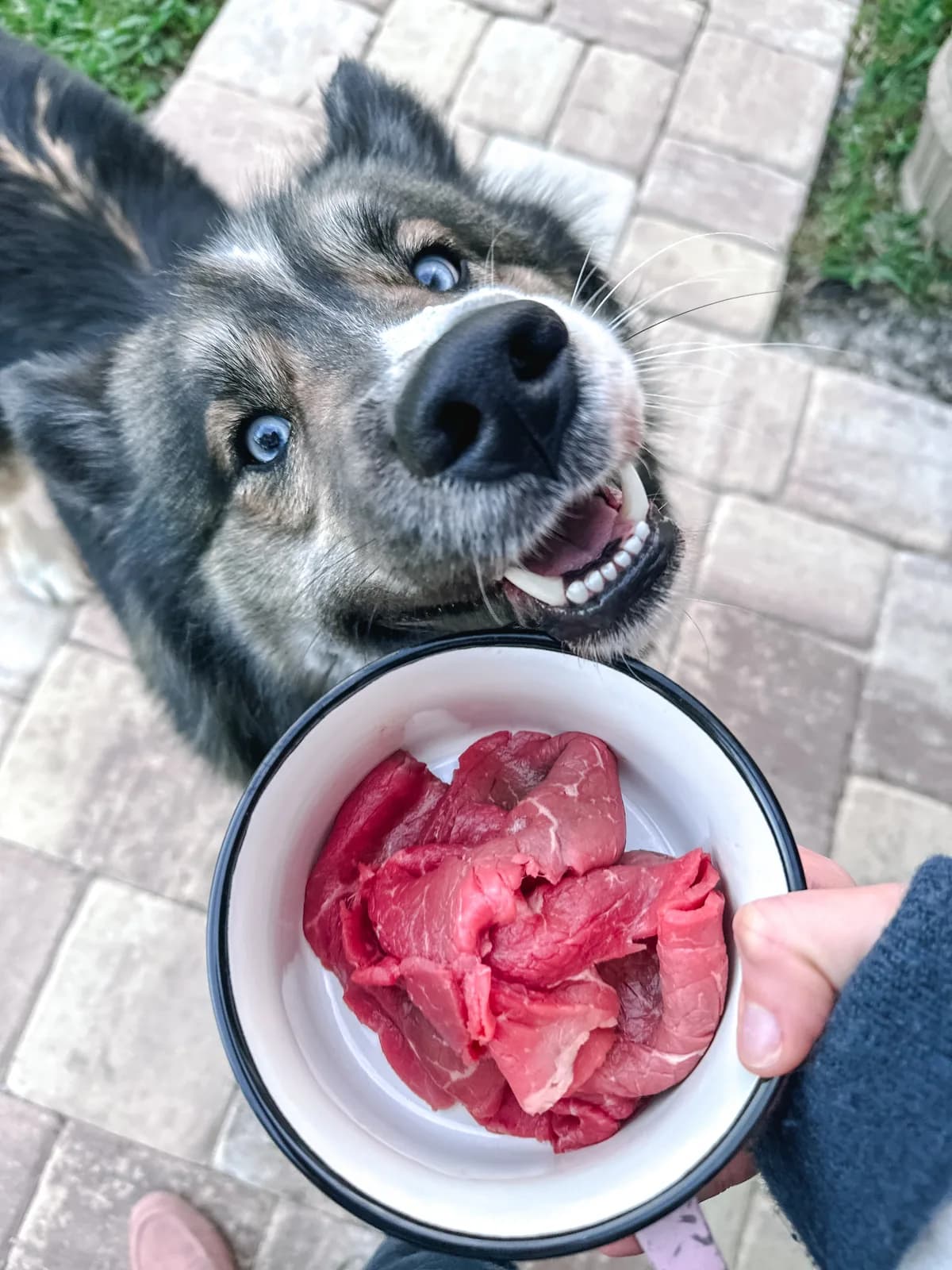 Atlas the husky smiling next to a freshly grilled steak