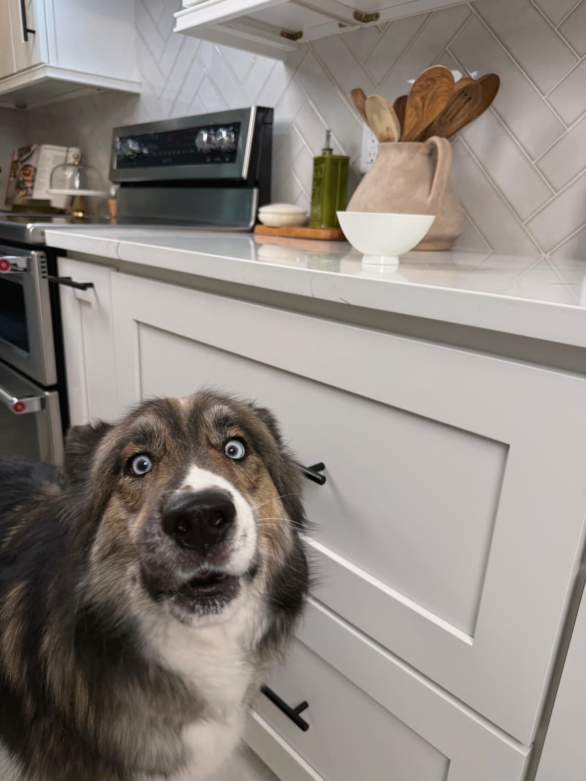 Atlas the husky making a funny face in The Private Pantry kitchen